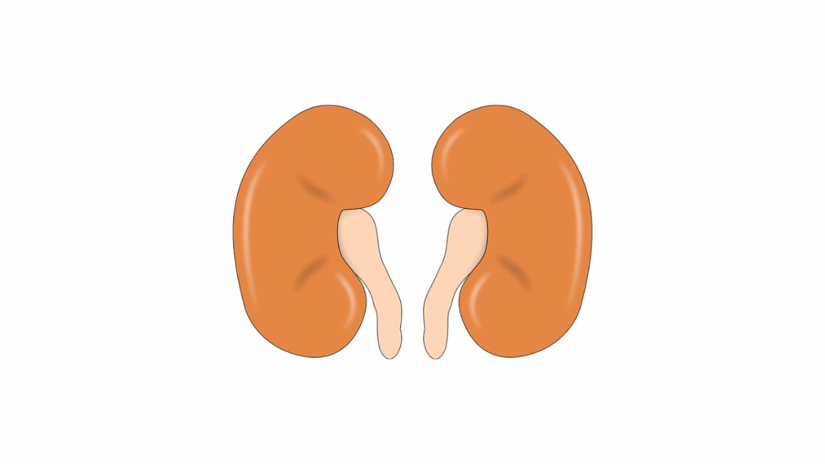 A importância dos rins na Medicina Tradicional Chinesa e na sua Saúde