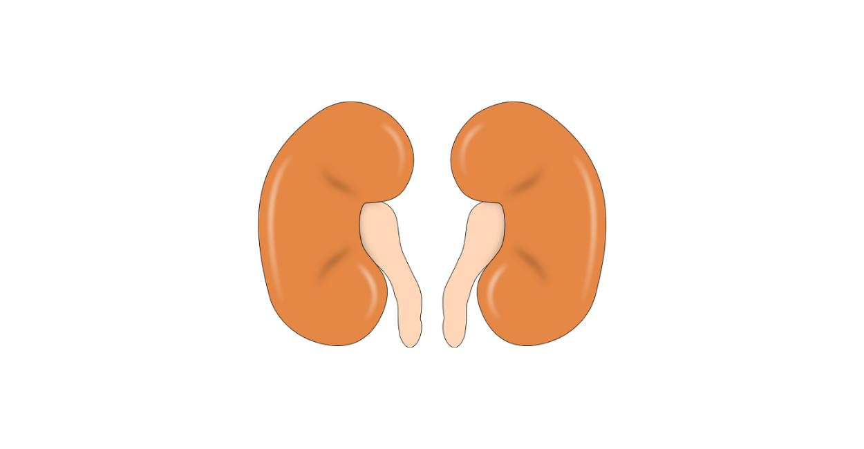 A importância dos rins na Medicina Tradicional Chinesa e na sua Saúde